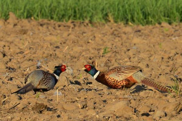 野雞怎么做好吃又簡單 野雞的家常做法大全