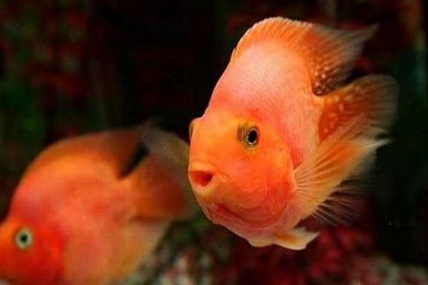 元寶鸚鵡和血鸚鵡的區別是什么 鸚鵡魚怎么分辨公母