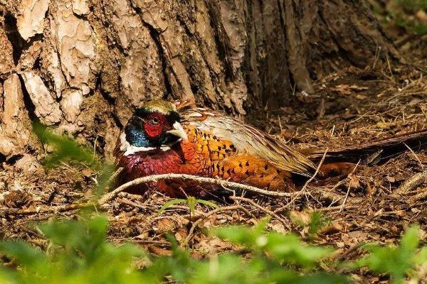 野雞怎么做好吃又簡單 野雞的家常做法大全