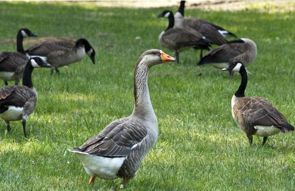 大雁怎么養 大雁養殖技術與注意事項