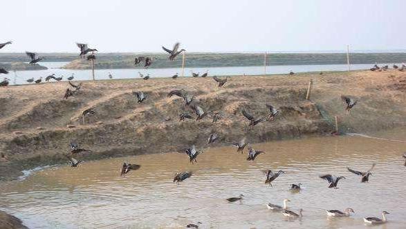 大雁怎么養 大雁養殖技術與注意事項