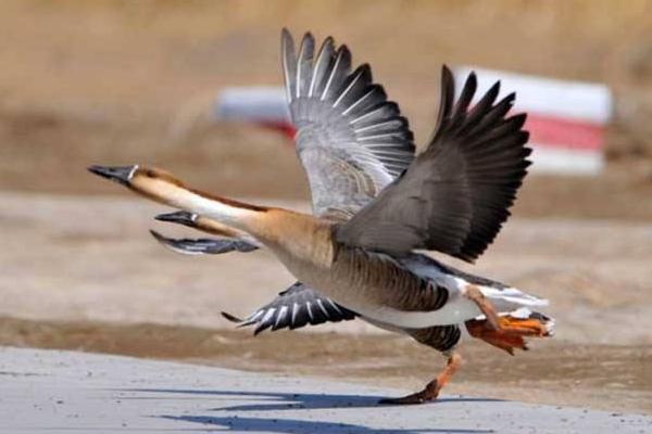 大雁怎么養 大雁養殖技術與注意事項