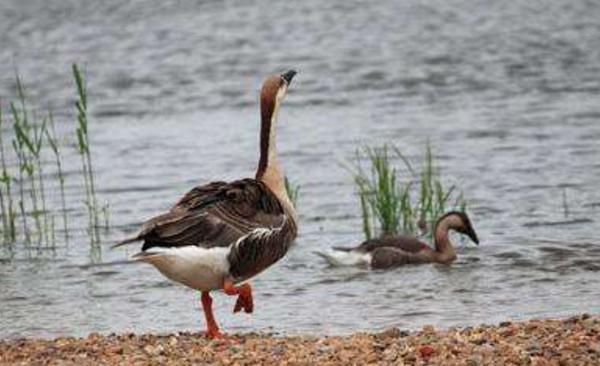 大雁怎么養 大雁養殖技術與注意事項