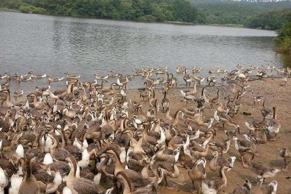 大雁怎么養 大雁養殖技術與注意事項
