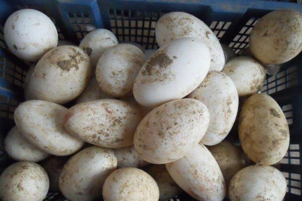 野鴨蛋怎么吃 野鴨蛋孕婦、小孩能吃嗎