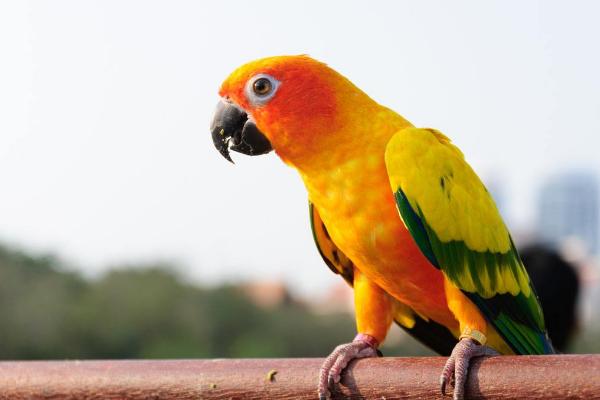 鸚鵡怎么養(yǎng)就會說話了 鸚鵡喜歡人摸哪里