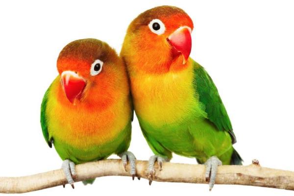 鸚鵡吃蟲子嗎 鸚鵡吐食是為什么