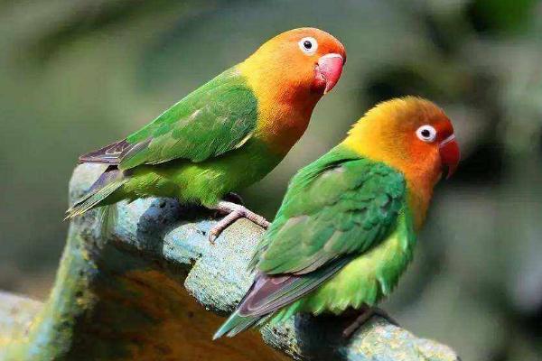 鸚鵡吃蟲子嗎 鸚鵡吐食是為什么