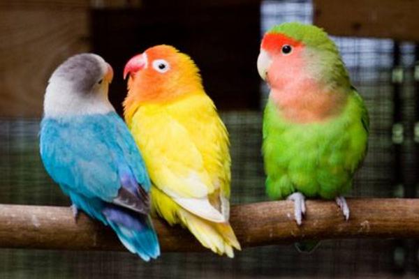 鸚鵡吃蟲子嗎 鸚鵡吐食是為什么