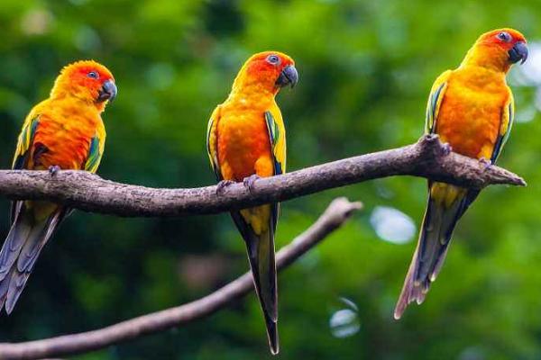 如何教鸚鵡說話最快 鸚鵡養在家里的危害是什么