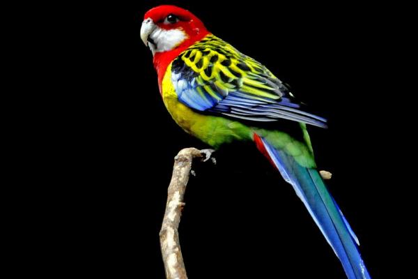 大型鸚鵡有哪些品種 鸚鵡養一只好還是一對好