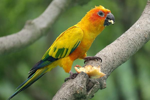 大型鸚鵡有哪些品種 鸚鵡養一只好還是一對好