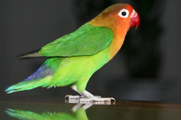 大型鸚鵡有哪些品種 鸚鵡養一只好還是一對好