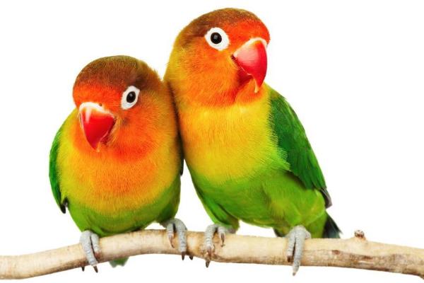 大型鸚鵡有哪些品種 鸚鵡養一只好還是一對好