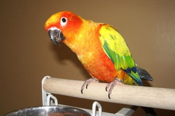 牡丹鸚鵡怎么分公母（圖解） 牡丹鸚鵡有哪些種類