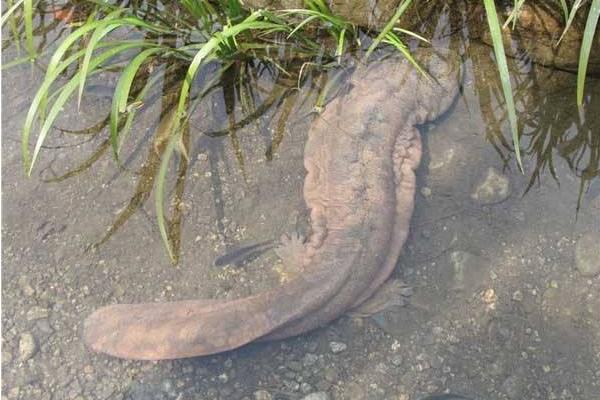 家里養娃娃魚對人好嗎 娃娃魚在家能活多久