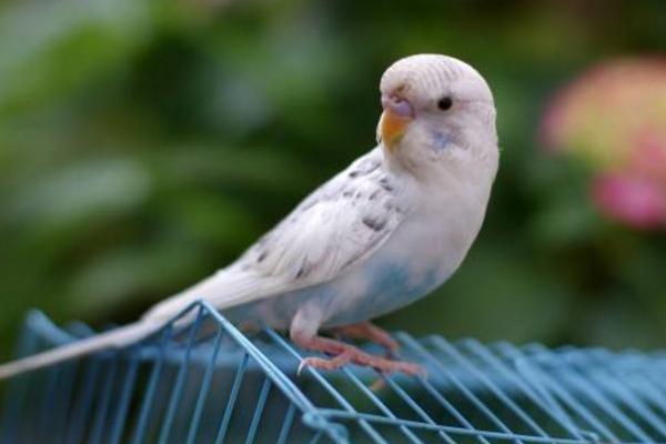 云斑鸚鵡市場價格多少錢一只 云斑鸚鵡會說話嗎