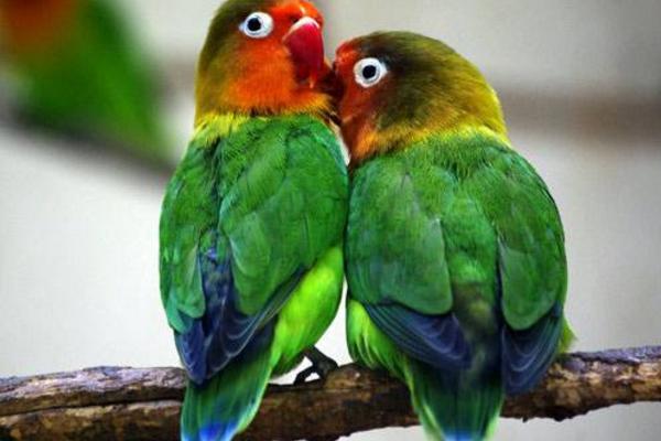 牡丹鸚鵡怎么分公母(圖解) 牡丹鸚鵡有哪些種類