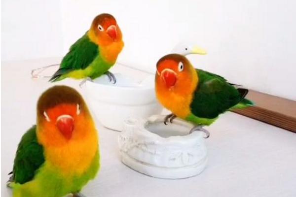 牡丹鸚鵡怎么分公母(圖解) 牡丹鸚鵡有哪些種類