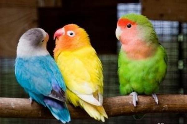 牡丹鸚鵡怎么分公母(圖解) 牡丹鸚鵡有哪些種類