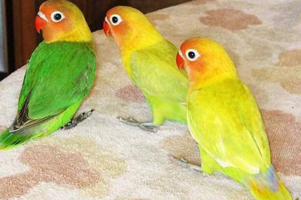 牡丹鸚鵡怎么分公母(圖解) 牡丹鸚鵡有哪些種類