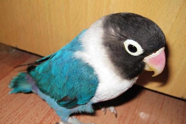 牡丹鸚鵡怎么分公母(圖解) 牡丹鸚鵡有哪些種類