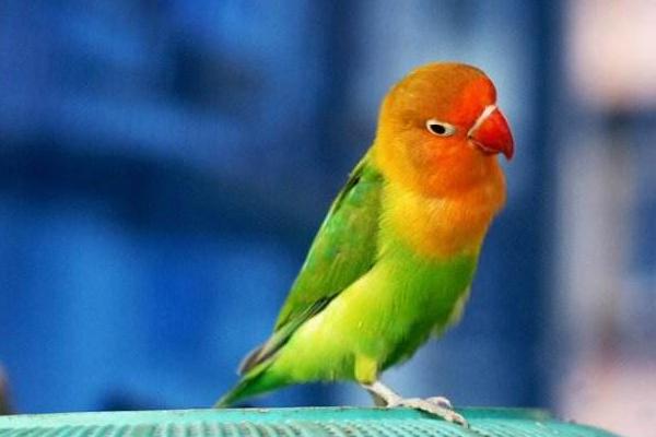 牡丹鸚鵡怎么分公母(圖解) 牡丹鸚鵡有哪些種類