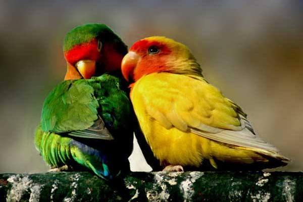 牡丹鸚鵡會說話嗎 牡丹鸚鵡吃什么食物