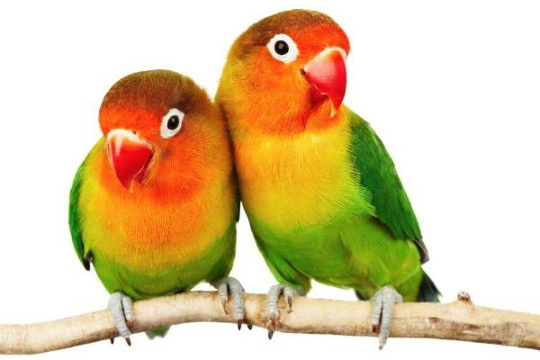 牡丹鸚鵡怎么分公母(圖解) 牡丹鸚鵡有哪些種類