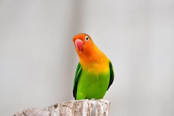 牡丹鸚鵡會說話嗎 牡丹鸚鵡吃什么食物