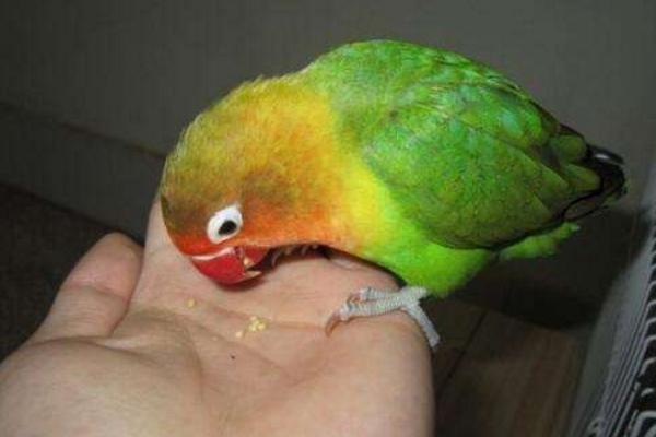 牡丹鸚鵡會說話嗎 牡丹鸚鵡吃什么食物