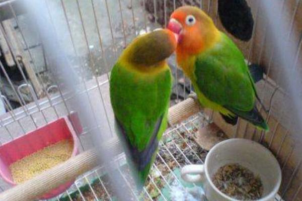 牡丹鸚鵡會說話嗎 牡丹鸚鵡吃什么食物
