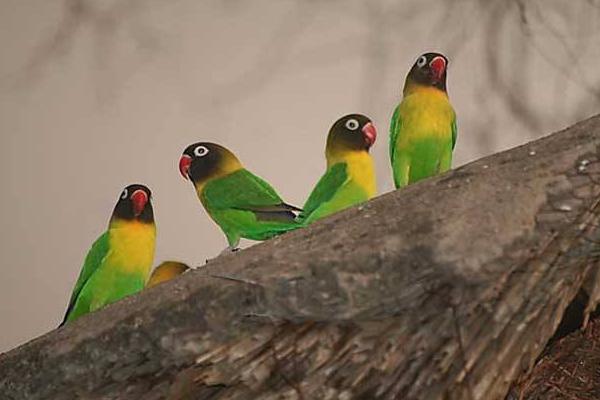 牡丹鸚鵡會說話嗎 牡丹鸚鵡吃什么食物