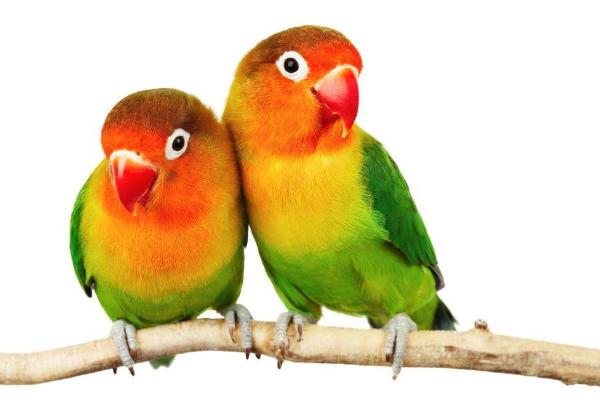牡丹鸚鵡會說話嗎 牡丹鸚鵡吃什么食物