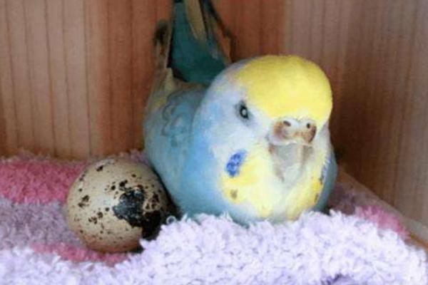 鸚鵡什么時候下蛋 鸚鵡蛋能吃嗎