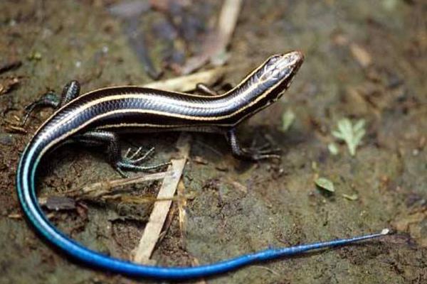 藍尾石龍子有毒嗎 藍尾石龍子可以上手嗎