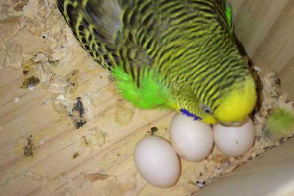 鸚鵡什么時候下蛋 鸚鵡蛋能吃嗎
