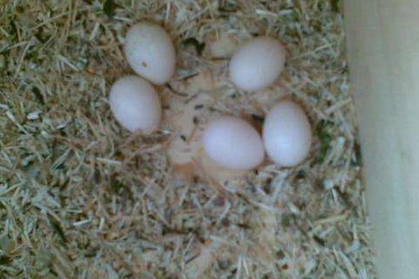 鸚鵡什么時候下蛋 鸚鵡蛋能吃嗎