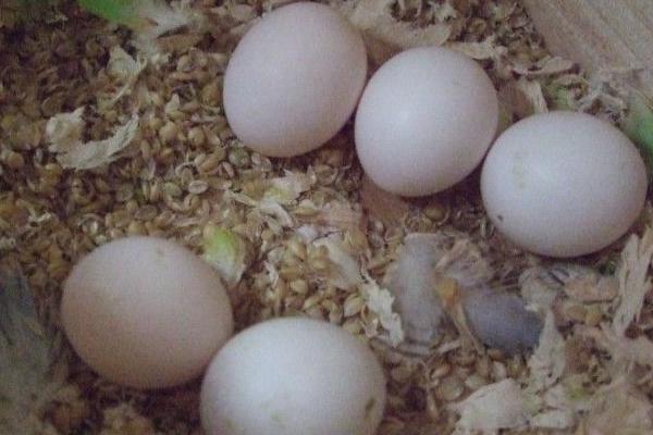 鸚鵡什么時候下蛋 鸚鵡蛋能吃嗎