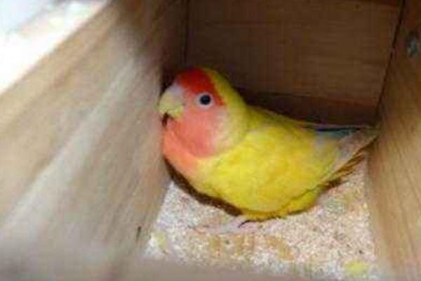 鸚鵡多久下一次蛋 鸚鵡下蛋前的征兆 鸚鵡蛋怎么人工孵化