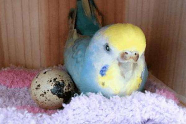 鸚鵡多久下一次蛋 鸚鵡下蛋前的征兆 鸚鵡蛋怎么人工孵化