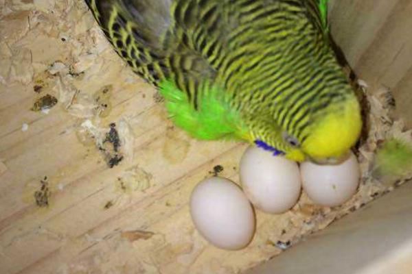 鸚鵡多久下一次蛋 鸚鵡下蛋前的征兆 鸚鵡蛋怎么人工孵化