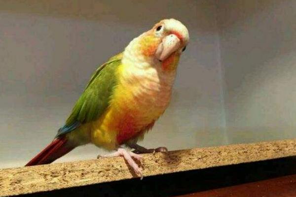 小太陽鸚鵡會說話嗎 小太陽鸚鵡怎么分辨公母