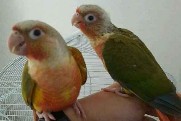 小太陽(yáng)鸚鵡會(huì)說話嗎 小太陽(yáng)鸚鵡怎么分辨公母