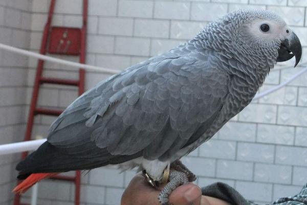 小太陽(yáng)鸚鵡會(huì)說話嗎 小太陽(yáng)鸚鵡怎么分辨公母