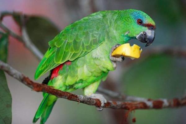 小太陽(yáng)鸚鵡會(huì)說話嗎 小太陽(yáng)鸚鵡怎么分辨公母