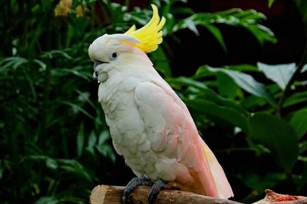 小太陽(yáng)鸚鵡會(huì)說話嗎 小太陽(yáng)鸚鵡怎么分辨公母