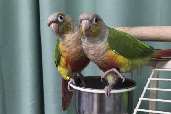 小太陽鸚鵡怎么訓練 養小太陽鸚鵡犯法嗎