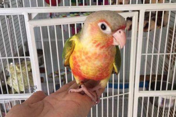 小太陽鸚鵡怎么訓練 養小太陽鸚鵡犯法嗎