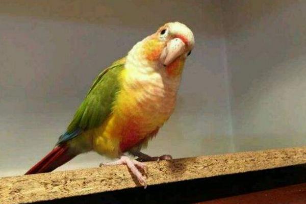 小太陽鸚鵡怎么訓練 養小太陽鸚鵡犯法嗎